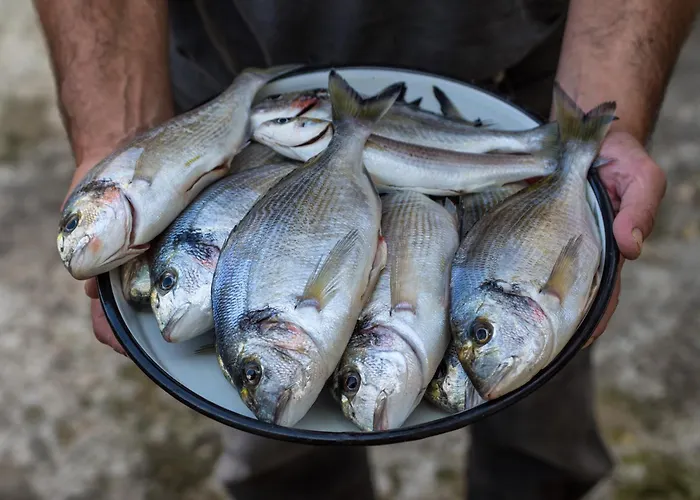 Marin Novigrad * Novigrad (Dalmatia)