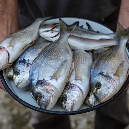 Marin Novigrad * Novigrad (Dalmácia)